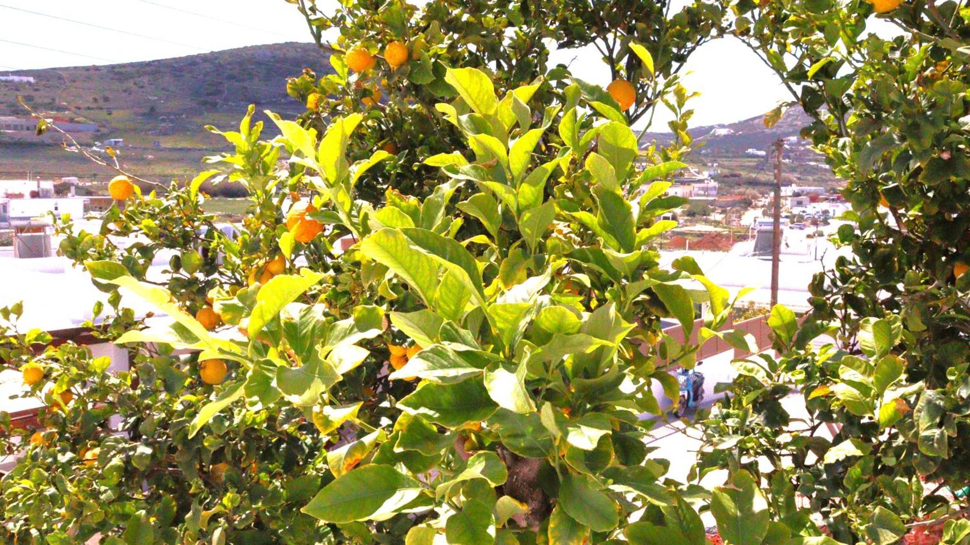 Lemon Tree Maisonette - Naoussa Paros 외부 사진